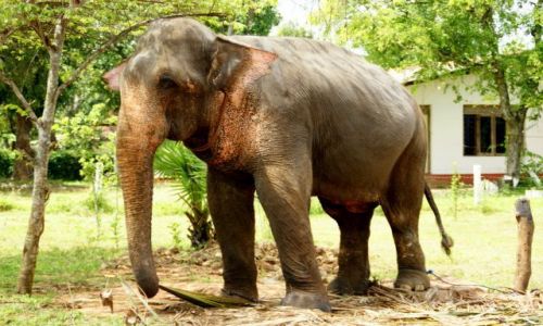 Zdjęcie SRI LANKA / Siliguri / Siliguri / Ona