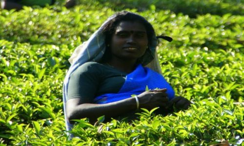 Zdjęcie SRI LANKA / Cejlon / Cejlon / Zbiera