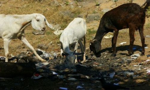 Zdjęcie SRI LANKA / Nagmbo / Nagmbo / Koza na pastwisku