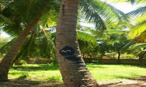 Zdjęcie SRI LANKA / Nagmbo / Nagmbo / Palma