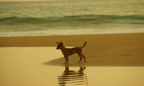 Zdjęcie SRI LANKA / Nagmbo / Nagmbo / Piesek