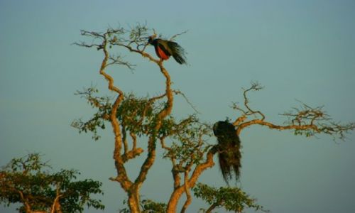Zdjęcie SRI LANKA / Jella / Jella / Ptaki