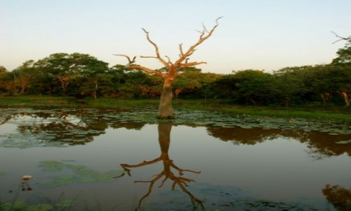Zdjęcie SRI LANKA / Jella / Jella / Drzewo