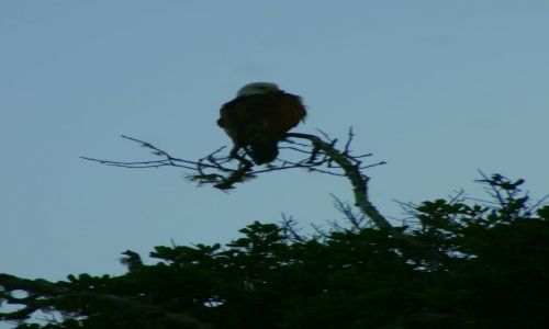 Zdjęcie SRI LANKA / Jella / Jella / Orzeł
