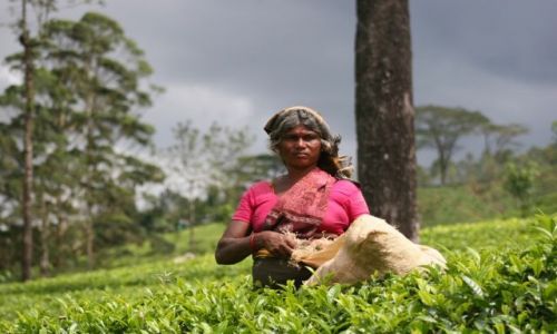 Zdjecie SRI LANKA / - / Sri Lanka / plantacje herbaty