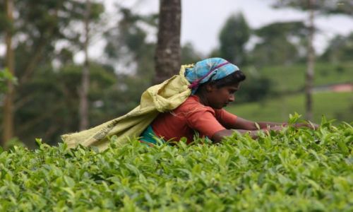 Zdjecie SRI LANKA / - / Sri Lanka / Lankija zbierajaca herbate