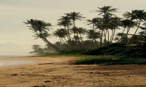 Zdjcie SRI LANKA / - / Madiha Beach / ...