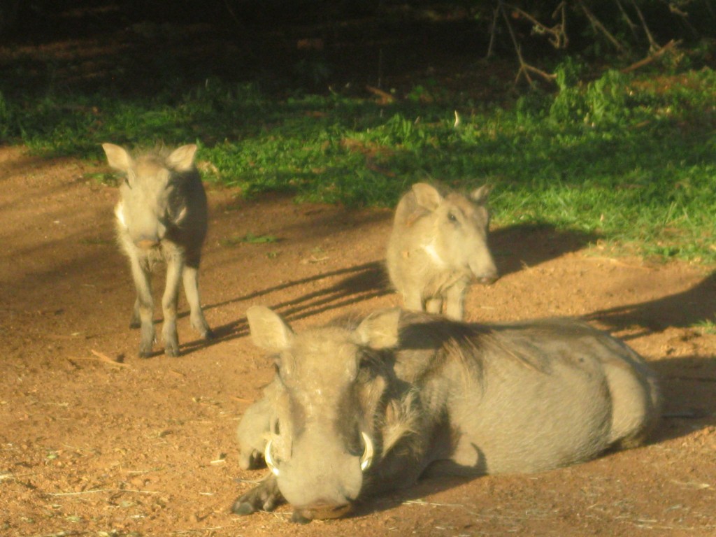 Zdjęcia: Royal National Park HLANE - Suazi, Royal National Park HLANE - Suazi, Gużce, SUAZI Zdjęcia: Royal National Park HLANE - Suazi, Royal National Park HLANE - Suazi, Gużce, SUAZI