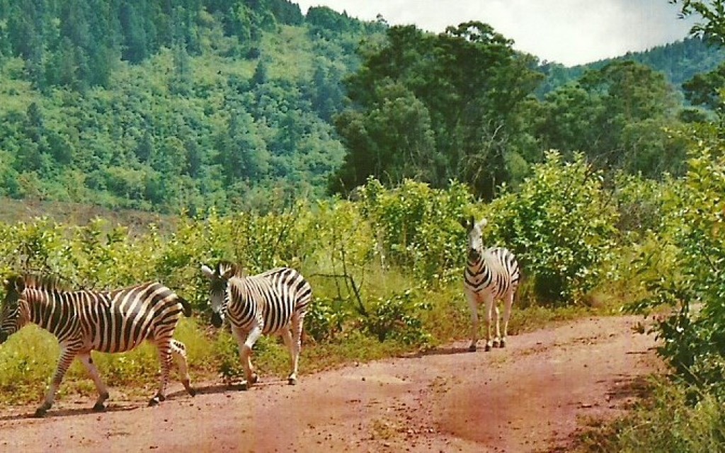 Zdjęcia: Milwane Wildlife Sanctuary, Zach. Suazi, Zebry, SUAZI Zdjęcia: Milwane Wildlife Sanctuary, Zach. Suazi, Zebry, SUAZI
