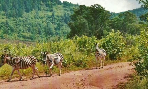 Zdjecie SUAZI / Zach. Suazi / Milwane Wildlife Sanctuary / Zebry