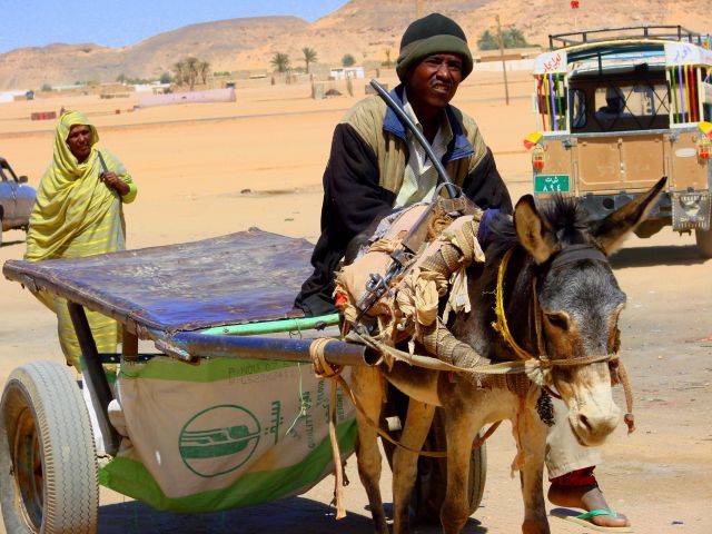 Zdjęcia: karima, Karima, Osiołek, SUDAN Zdjęcia: karima, Karima, Osiołek, SUDAN