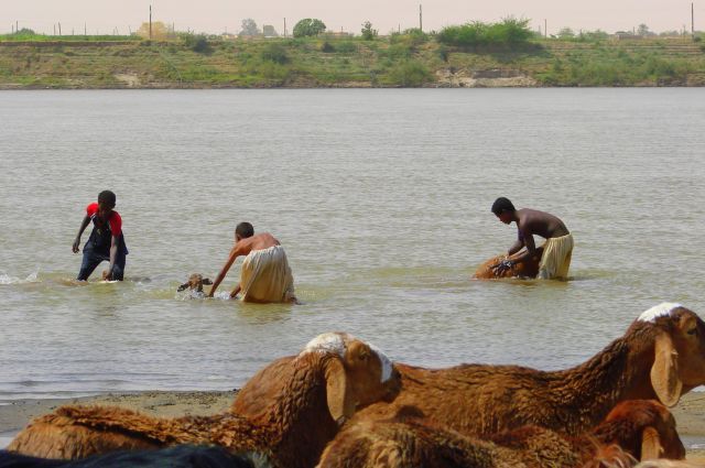 Zdjęcia: Dongala, Dongala, Kąpiel baranów, SUDAN Zdjęcia: Dongala, Dongala, Kąpiel baranów, SUDAN