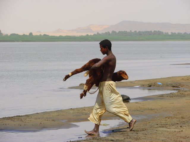 Zdjęcia: Dongala, Dongala, Niesie barana , SUDAN Zdjęcia: Dongala, Dongala, Niesie barana , SUDAN