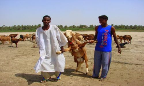 Zdjecie SUDAN / Dongala / Dongala / Baranek