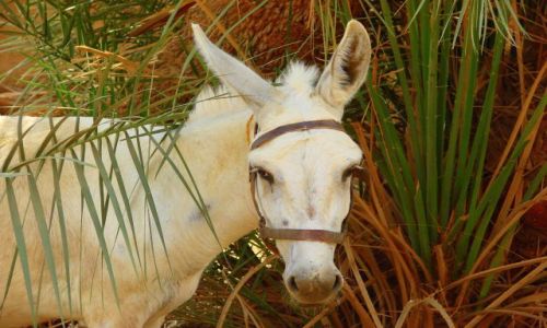 Zdjęcie SUDAN / Dongala / Dongala / Pasie się