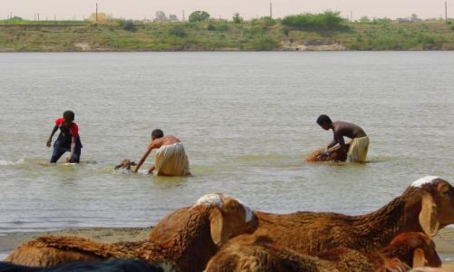Zdjęcie SUDAN / Dongala / Dongala / Kąpiel baranów