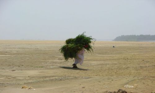 Zdjęcie SUDAN / Dongala / Dongala / Urobek