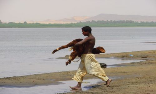 Zdjecie SUDAN / Dongala / Dongala / Niesie barana