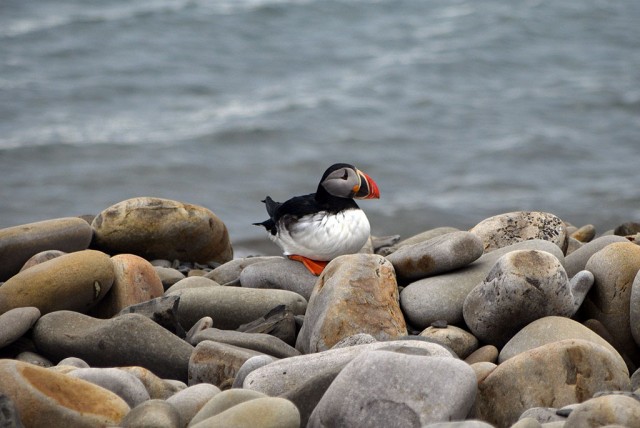 Zdj cia: Longyearbyen, Isfjorden, Maskonur, SVALBARD Zdj cia: Longyearbyen, Isfjorden, Maskonur, SVALBARD