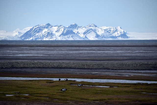 Zdj cia: Longyearbyen, Longyearbyen, Przyroda Svalbardu, SVALBARD Zdj cia: Longyearbyen, Longyearbyen, Przyroda Svalbardu, SVALBARD