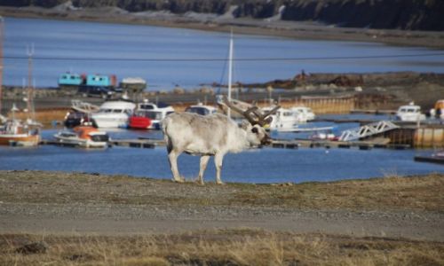 Zdjęcie SVALBARD / Spitsbergen / Port Longyearbyen / Spitsbergen, Renifer