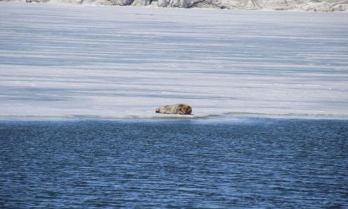 Zdjcie SVALBARD / Spitsbergen / Isfjorden / Zaspana :)
