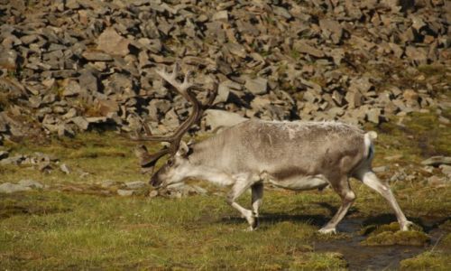 Zdjecie SVALBARD / Spitsbergen / Longyeardalen / Rogacz
