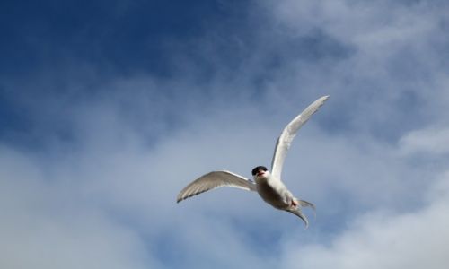 Zdjęcie SVALBARD / Spitsbergen / Hotellneset / Rybitwa Popielata