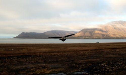 Zdjecie SVALBARD / Spitsbergen / Adventpynten / Wydrzyk Ostrosterny