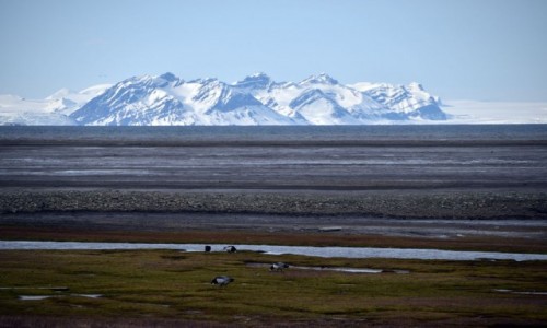 Zdjecie SVALBARD / Longyearbyen / Longyearbyen / Przyroda Svalbardu