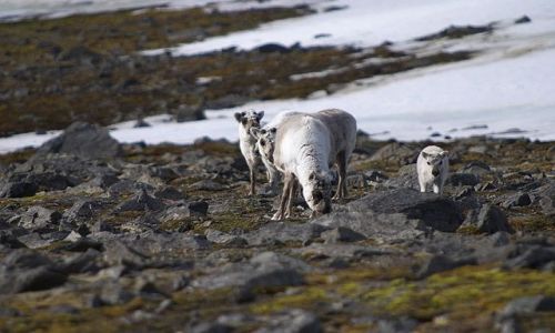 Zdjecie SVALBARD / Spitsbergen / Hornsund / renifer svalbardzki