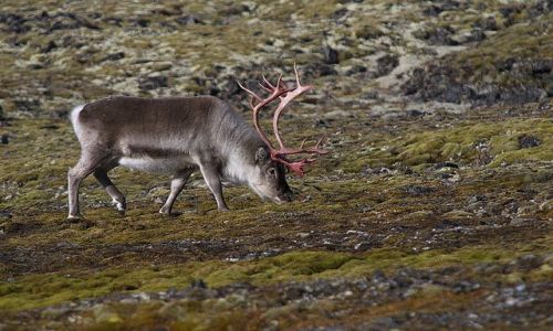 Zdjecie SVALBARD / Spitsbergen / Hornsund / renifer svalbardzki