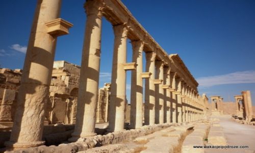 Zdjęcie SYRIA / - / Palmyra / W ruinach Palmyry