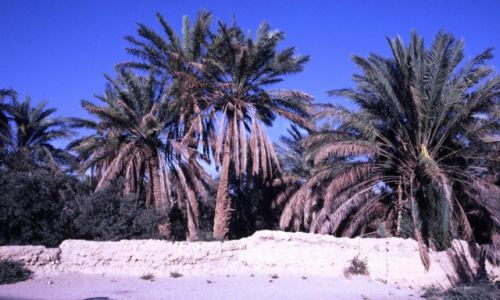 SYRIA / rodkowa Syria / Palmyra / Oaza