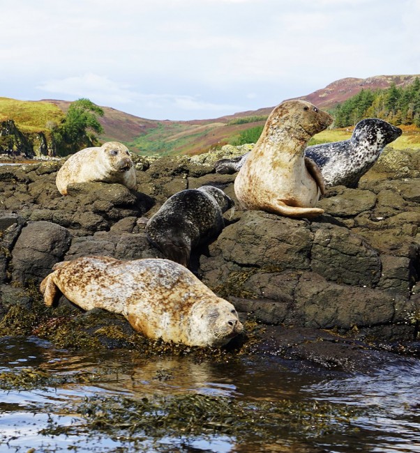 Zdj cia: Loch Dunvegan., Wyspa Skye, Wielkie poruszenie, SZKOCJA