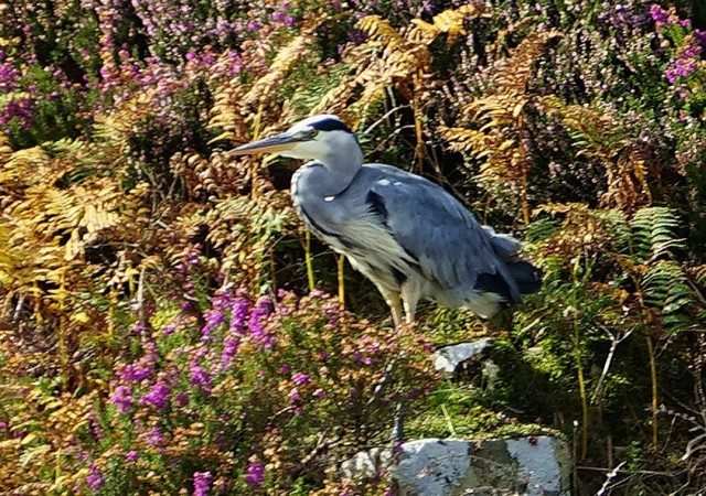 Zdj cia: Loch Dunvegan, Wyspa Skye, W jesiennej scenerii, SZKOCJA