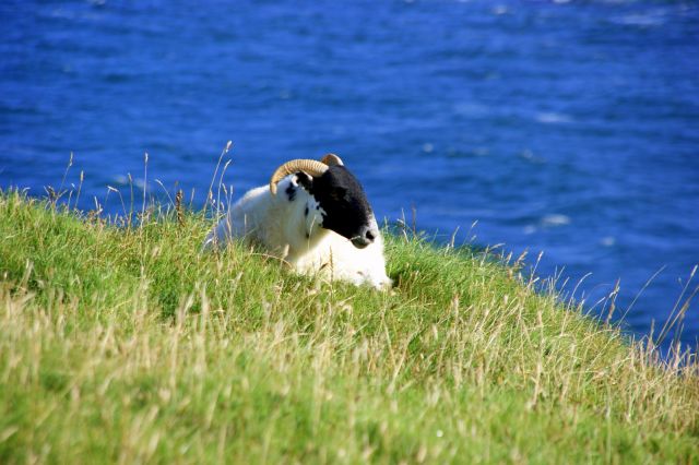Zdjęcia: Wyspa Skye, Wyspa Skye, :), SZKOCJA Zdjęcia: Wyspa Skye, Wyspa Skye, :), SZKOCJA