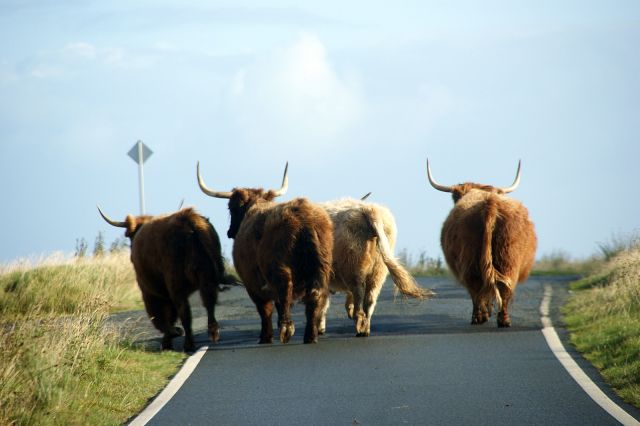 Zdjęcia: Trotternish, Wyspa Skye, Single track road... a mijanka daleko;), SZKOCJA Zdjęcia: Trotternish, Wyspa Skye, Single track road... a mijanka daleko;), SZKOCJA