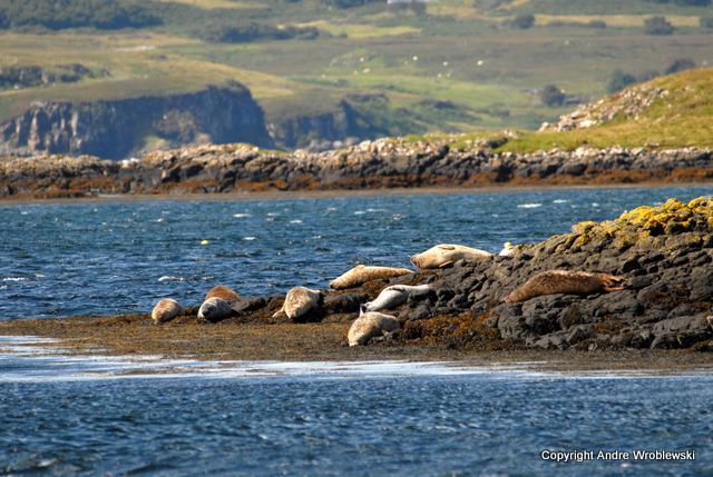 Zdjęcia: Dunvegan, Isle of Skye, Dunvegan, SZKOCJA Zdjęcia: Dunvegan, Isle of Skye, Dunvegan, SZKOCJA