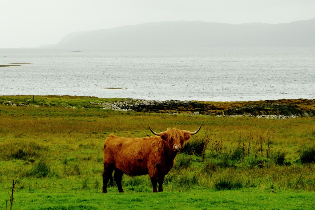 Zdjęcia: Mull, Wyspa Mull, A może by coś przekąsić..., SZKOCJA Zdjęcia: Mull, Wyspa Mull, A może by coś przekąsić..., SZKOCJA