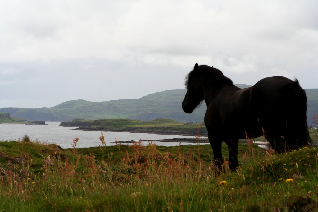 Zdjęcia: skye island, rumak, SZKOCJA Zdjęcia: skye island, rumak, SZKOCJA