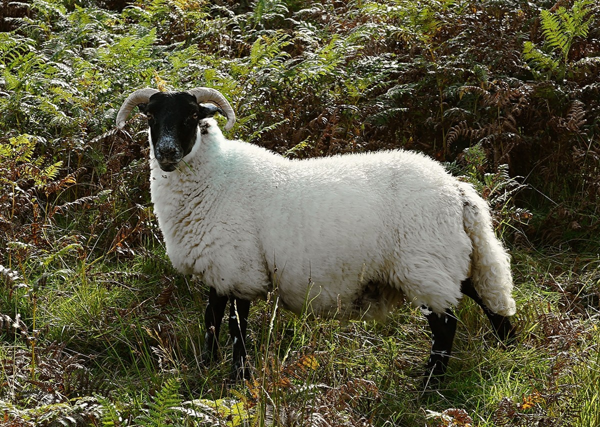 Zdjęcia: Glendale, Wyspa Skye, Typowa Szkotka, SZKOCJA Zdjęcia: Glendale, Wyspa Skye, Typowa Szkotka, SZKOCJA