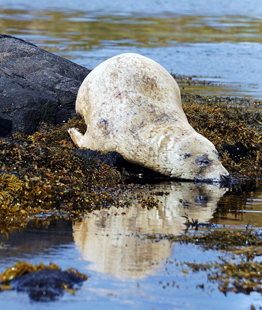 Zdjęcia: Loch Dunvegan., Wyspa Skye, Do wody dla ochłody, SZKOCJA Zdjęcia: Loch Dunvegan., Wyspa Skye, Do wody dla ochłody, SZKOCJA