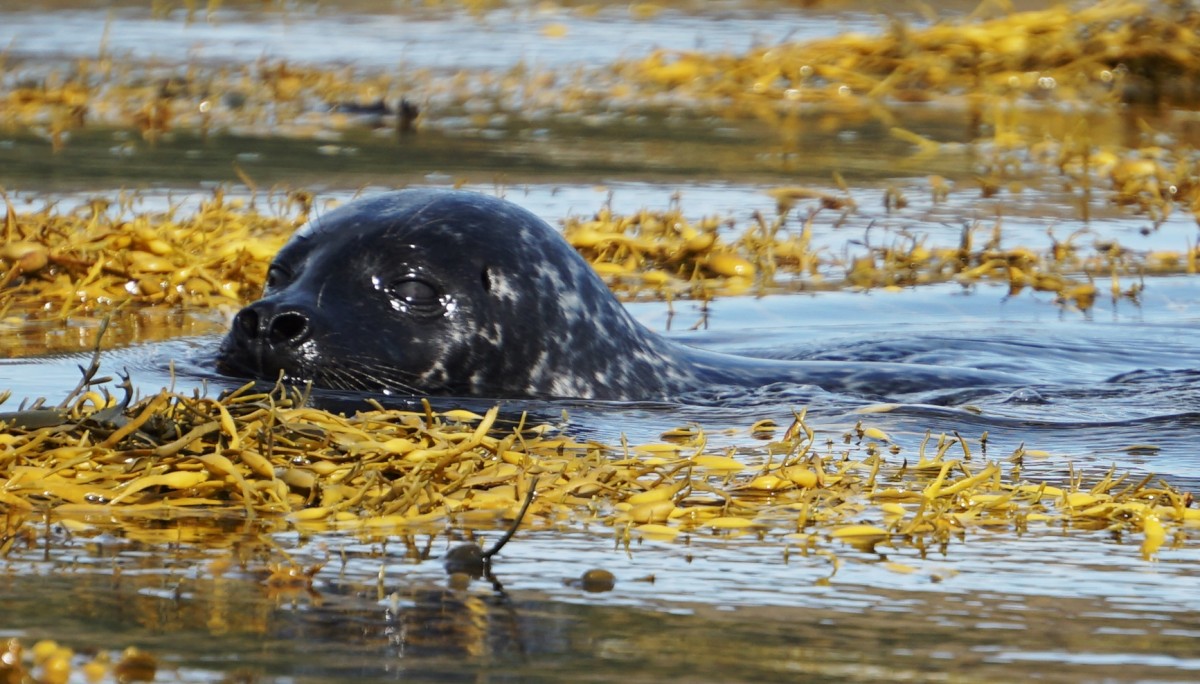 Zdjęcia: Loch Dunvegan., Wyspa Skye, Z wody, SZKOCJA Zdjęcia: Loch Dunvegan., Wyspa Skye, Z wody, SZKOCJA