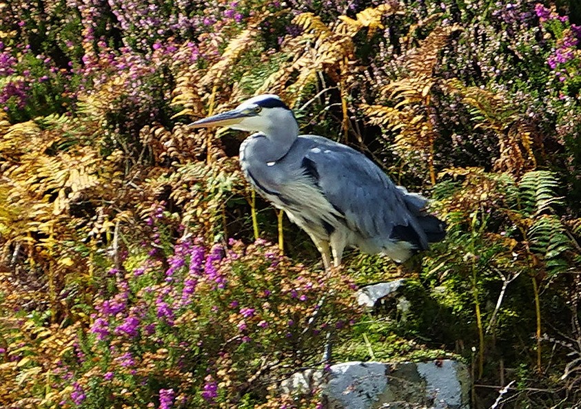 Zdjęcia: Loch Dunvegan, Wyspa Skye, W jesiennej scenerii, SZKOCJA Zdjęcia: Loch Dunvegan, Wyspa Skye, W jesiennej scenerii, SZKOCJA