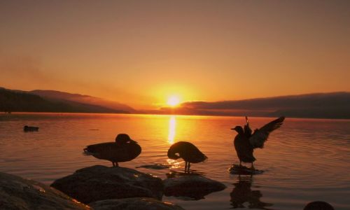 Zdjecie SZKOCJA / highlands / Loch Ness / Loch Ness