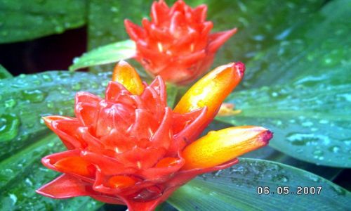 Zdjecie SZKOCJA / Szkocja / Edynburg Royal Botanic Garden / EDYNBURG- Krlewski Ogrd Botaniczny