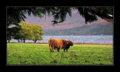 Zdjcie SZKOCJA / highland / highland / gdzies w highland