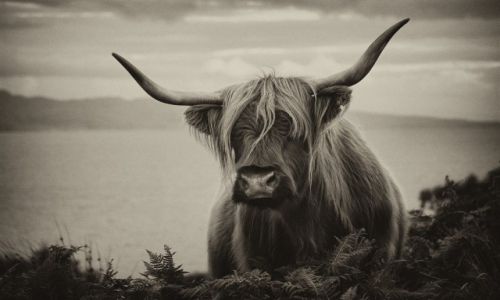 Zdjecie SZKOCJA / Isle of Skye / Isle of Skye / Isle of Skye