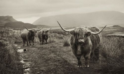 Zdjecie SZKOCJA / Isle of Skye / Isle of Skye / Isle of Skye